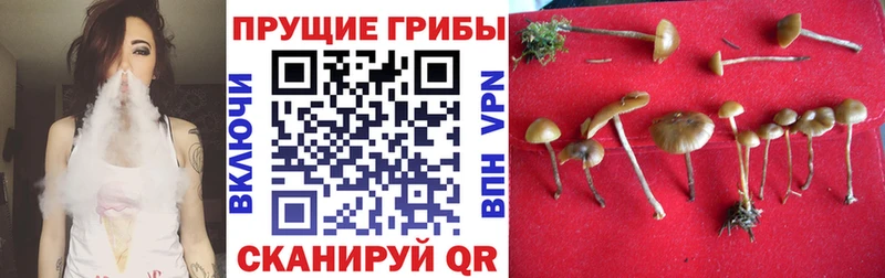блэк спрут ONION  Лукоянов  Псилоцибиновые грибы GOLDEN TEACHER 